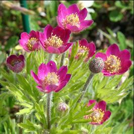 Anemone multifida -fliksymre Fra Nord-Amerika.