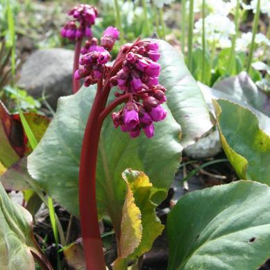 Fra Oldemors hage: Bergenia crassifolia spadebergblom Store, vintergrønne blad og