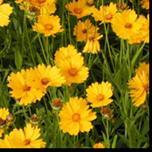 lysegule blomster med brune pollenbærere Sensommer-høst Små Fra Oldemors hage: