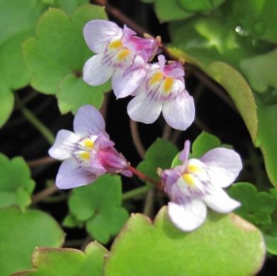 Riktblomstende og lettdyrket. Trives både i sol og halvskygge. Høyde 30 cm. H 3-5.