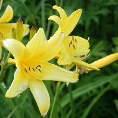 Tørketålende plante som vil ha veldrenert jord. Blomstrer maijuni. Høyde 10 cm.