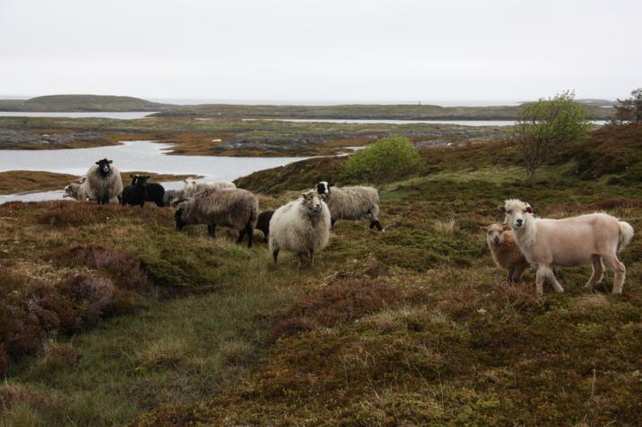 (inkl. også vern) Kystlynghei, innen 2017: Ca 200 A-områder og 420.