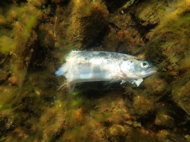 Øvrige forhold som påvirker fiskebestandene Under befaringen ble det observert en ansamling med død smolt like nedstrøms utløpskanalen fra kraftstasjonen ved Ålgård.