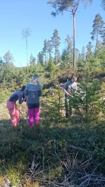 KORLEIS JOBBA VI Vi er 17 elevar i klassa, men bare 11 var med på sjølve takseringa Vi var delt i 4 grupper Til saman