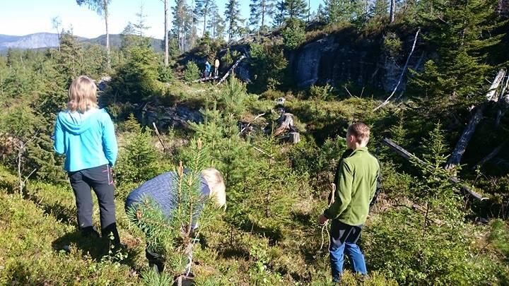 OBSERVERING Under beitetakseringa skulle vi sjå etter fylgjande: Gjennomsnittshøgde på dei