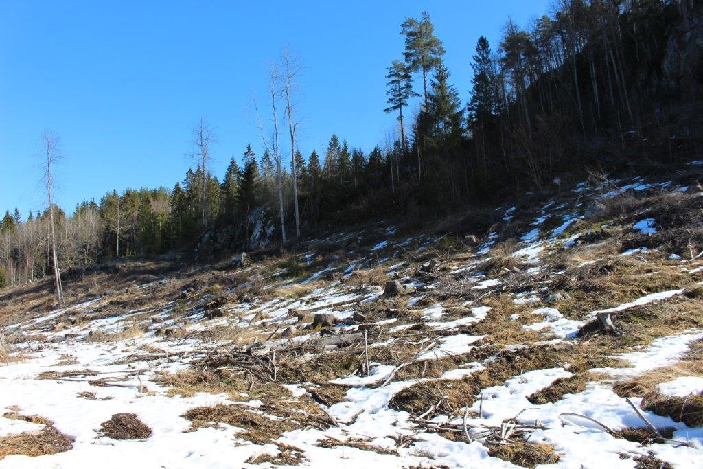 Foto tatt fra Rønningen i nordøstlig retning opp