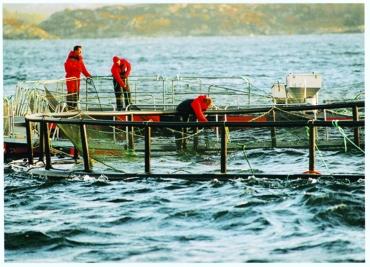 og opp til kanskje 30-40% overlevelse gjennom livsløpet sammenlignet med den stedegne ville fisken Overlevelsen halveres for hver laksegenerasjon i områder med