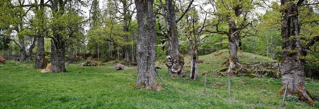 Eikehage med hule og grovvokste eiker i Semsvannet landskapsvernområde i Asker. Området beites av sauer, og tidvis hest. Foto: Kim Abel.