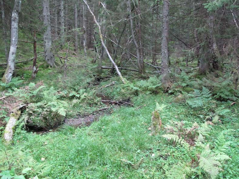 inn under naturtypen rik sumpskog. I figur 1 er fuktpartiene forsøkt skravert ut med grønn sone merket I. Bilde 3: Sumpskogen i vest har en rik vegetasjon.