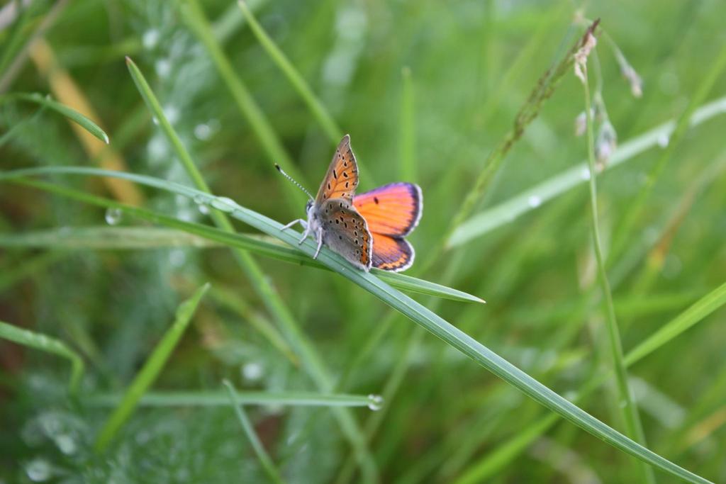 med underside av