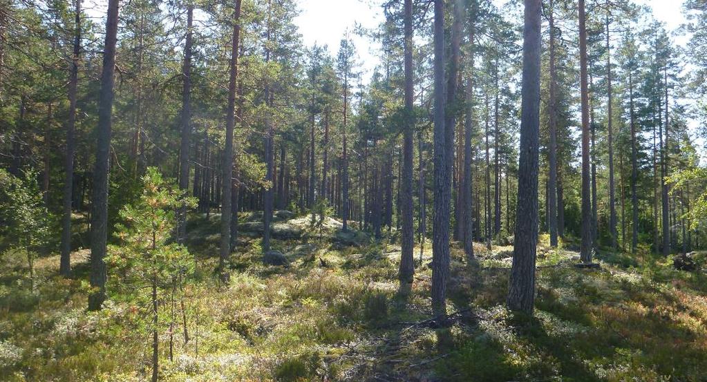 Figur 7: Røsslyng-blokkebærfuruskog på de tørreste områdene. Som det fremgår av figur 7 er skogen ensaldret, uten sjikting.