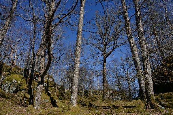 Det er også gjennomført en nasjonal kartlegging av naturtypen bekkekløft og bergvegg og på Tysnes ble det registrert en lokalitet (Ihlen 2011).