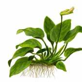 I handelen er det til salgs flere varianter av Anubias bartheri. Anubias B. var. Augustifolia, ia, Anubias B. var. Barteri, Anubias B. var. Valadiifolia, Anubias B. var. Coffeefolia fe o og Anubias B.