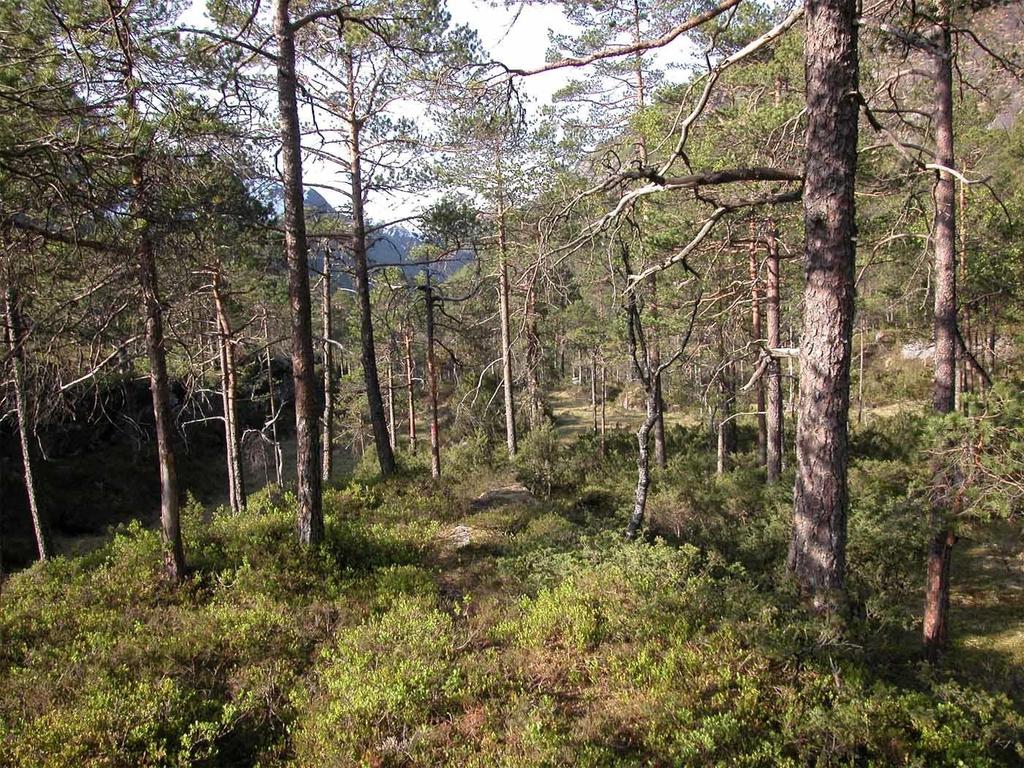 Fremmede treslag Sitkagran Skyggetålende