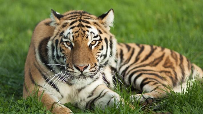 Tigerpark Dassow (25 km) Denne familieejede tigerparken er en av Europas største tiger- og løveparker.
