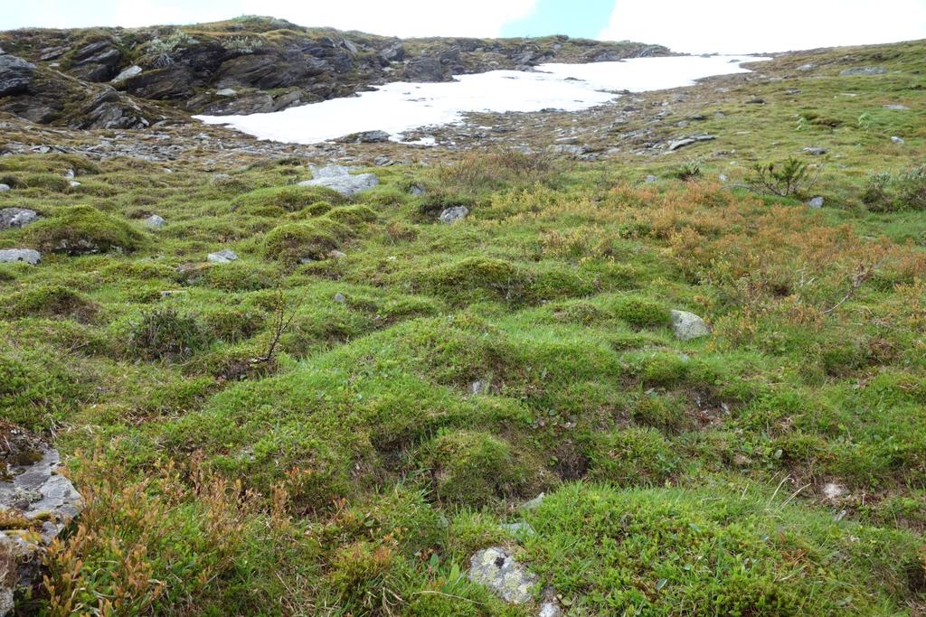 5.3 Omtale av kartlagte vegetasjonstypar Nedafor følgjer ein omtale av vegetasjonstypar registrert under vegetasjonskartlegging på nordsida av Heidal.