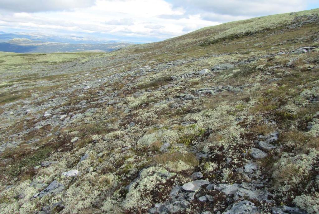 1c Frostmark, letype Økologi: Dette er plantesamfunn i mellomfjellet, men kan òg finnast i øvre del av lågfjellet.