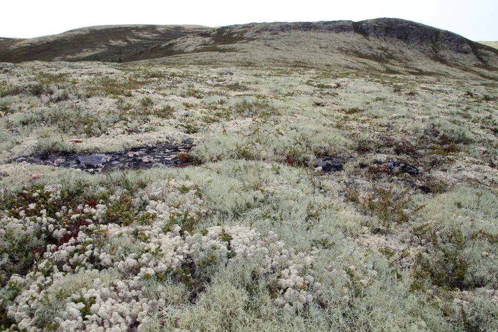 Lavhei på nordsida av Ranglarhøe (YNR). Lavhei opptrer ofte i mosaikk med rishei som krev betre snødekke. Grensa mellom desse blir sett der gulskinn går ut og blåbær får regelmessig forekomst.