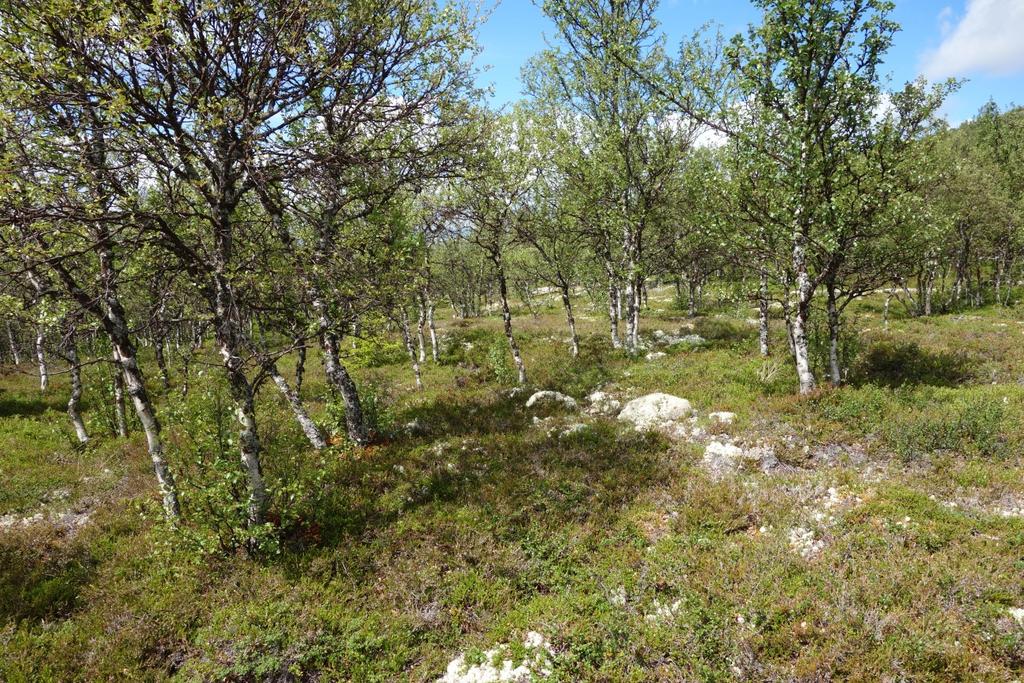 LAUVSKOG 4a Lav- og lyngrik bjørkeskog Økologi: Dette er den karrigaste av bjørkeskogtypane og finst på godt drenerte avsetningar eller grunnlendt mark, mest knytt til haugar, ryggar og andre