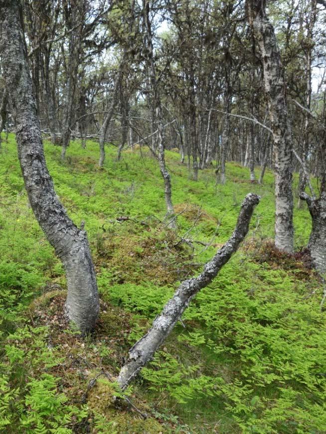 Blåbærbjørkeskog med fugletelg ved Harildstadtjønne (MIA). Blåbærbjørkeskog med godt smyleinnslag etter angrep av bjørkemålar på Skarvhøe (KJM).