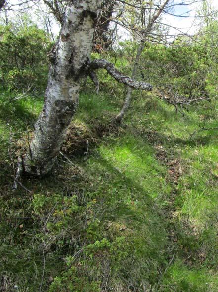 Forekomst: Blåbærbjørkeskog har høgast arealdekning av vegetasjonstypane under skoggrensa med 20,0% av arealet, og nest størst areal av alle typane i heile kartområdet med 14,4%.