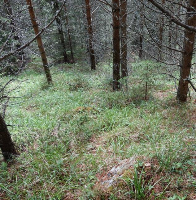 Furu vil oftast dominere på slike veksestader, men gran kan forekoma. Artar: Gran er dominerande treslag, men innslag av furu og bjørk forekjem.