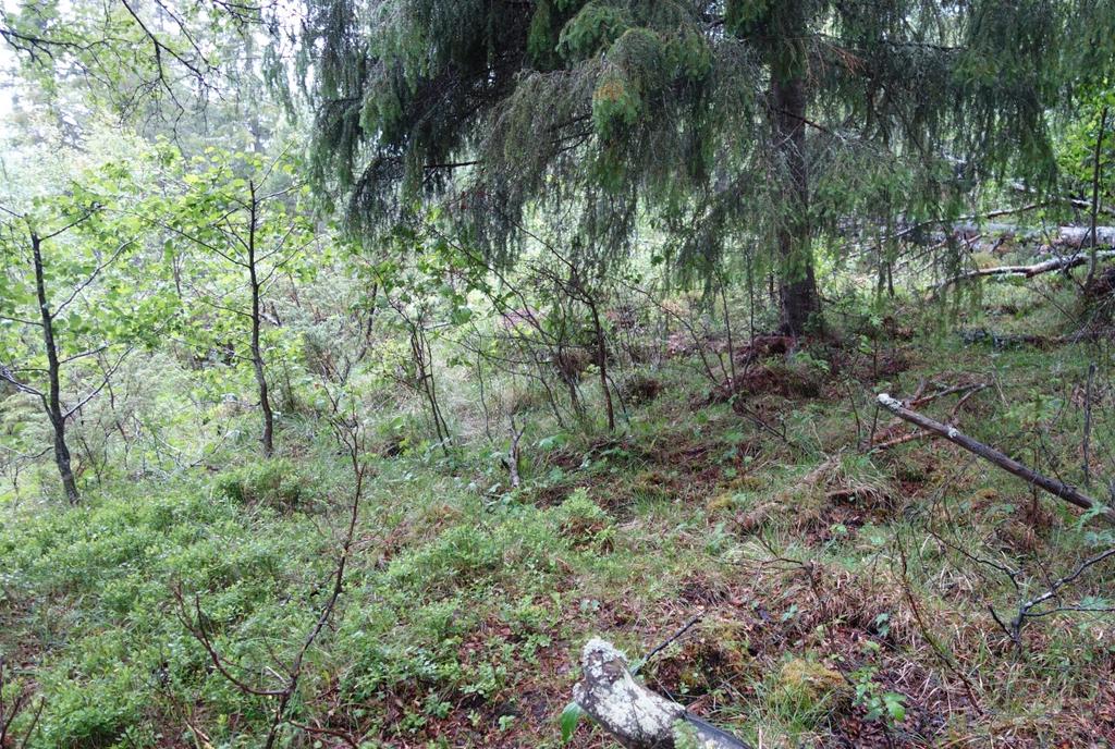 Blåbærgranskog med lauvinnslag ved Øygarden (MIA).