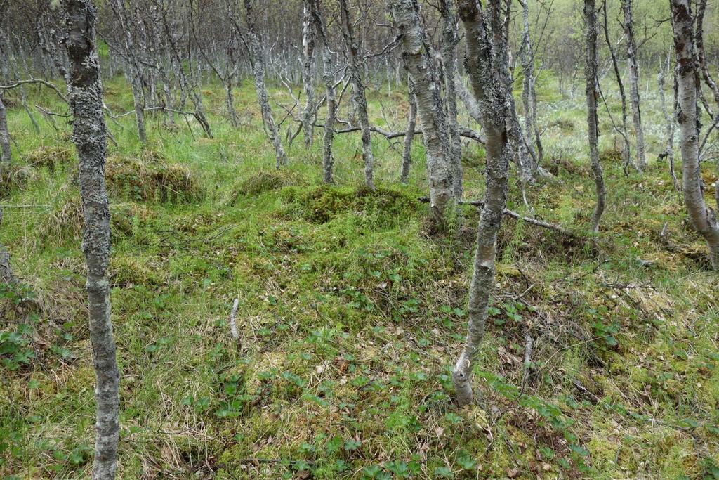 8c Fattig sumpskog Økologi: Forsumpa mark med permanent høgt grunnvatn og låg næringsstatus. Dette kan vera i senkingar, langs bekkedrag eller i myrkantar.