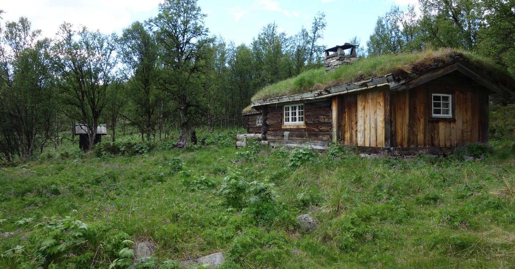 Fjellbjørkeskogen Fjellbjørkeskogen eller den subalpine sona, utgjer ei sone på vel 100 meter i vertikal utstrekning over barskogen. Stadvis blir lisida litt slakare i denne høgda.