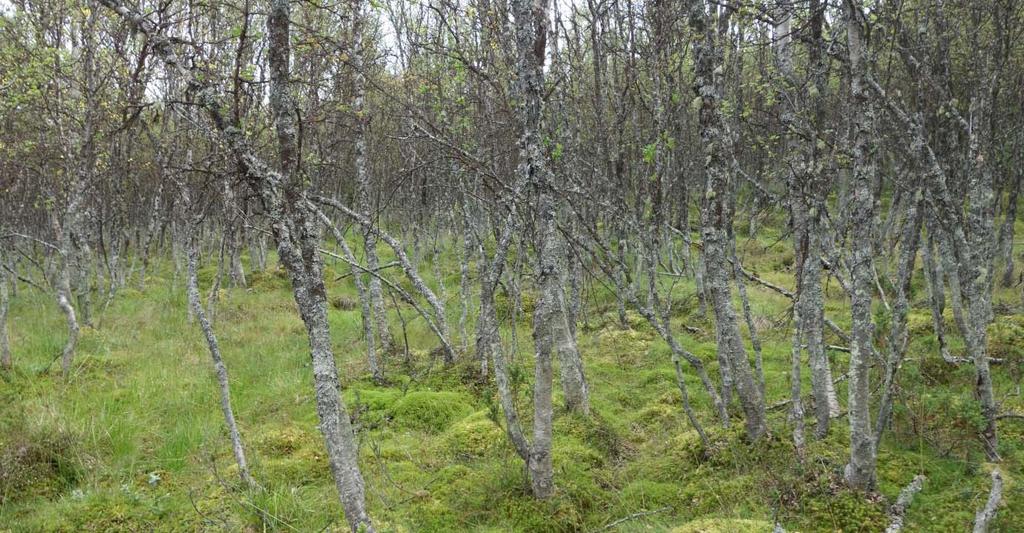 Typisk for denne skogen er eit godt innslag av artar som vi òg finn over skoggrensa.