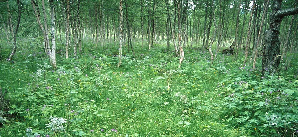 I fjellbjørkeskogen dominerer blåbærbjørkeskog og typen er mest einerådande i store område kring Skarvhøe og mot skiferbrotet nordaust i området.