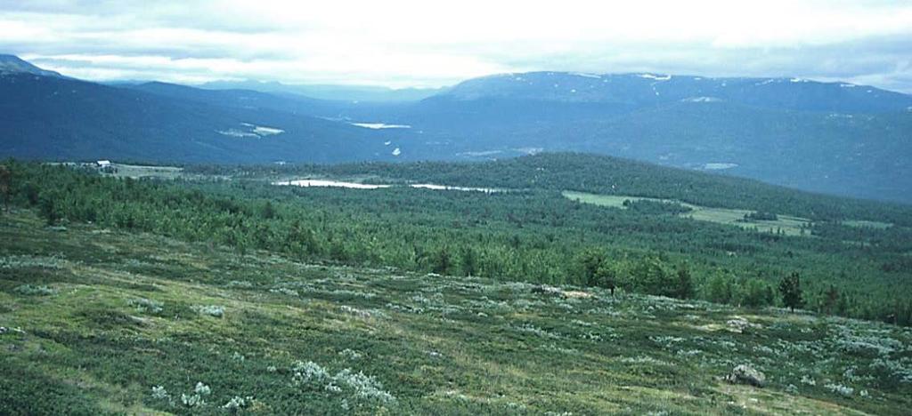 I mange vassrike sig er det engbjørkeskog som utgjer store areal særleg i området Lusætermorkje og i lisida frå Øygarden til Espesætre. Det er svært lite av skrinn lav- og lyngrik bjørkeskog.