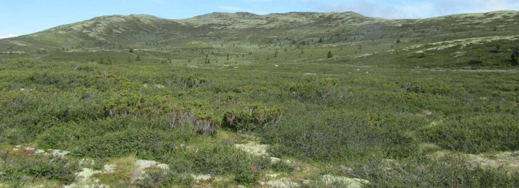 Snaufjellet Her endrar vegetasjonen totalt utsjånad i og med at tresjiktet fell bort. I busk- og feltsjikt rår likevel mange av dei same artane som i bjørkeskogen.