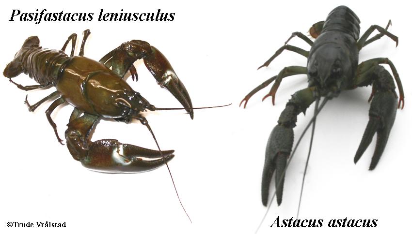 Figur 2. Nordamerikansk signalkreps (Pasifastacus leniusculus) og nordeuropeisk edelkreps (Astacus astacus).