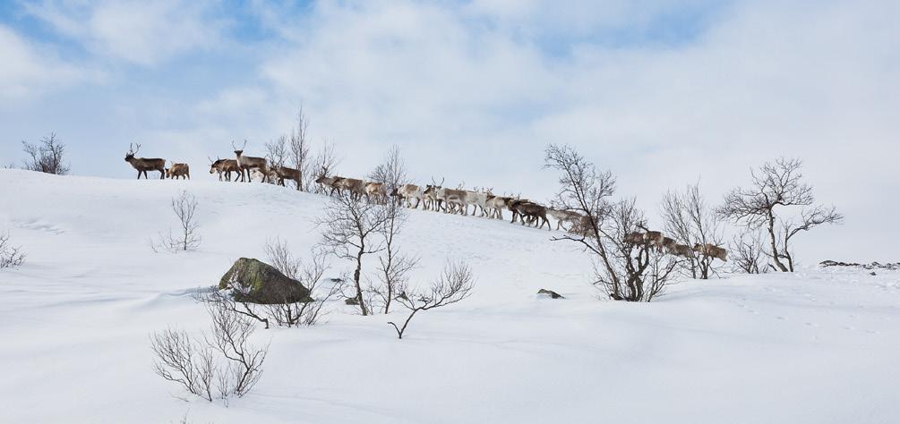 1. Verneområdene status Femundsmarka nasjonalpark ble opprettet i 1971 og utvidet i 2003, i tillegg ble Langtjønna og Femundslia landskapsvernområder opprettet i 2003.