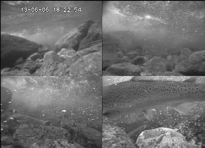 Lakselus Fisk som passerer innenfor ca,5 meter fra videokameraene vil gi et bilde der det er mulig å telle antall lakselus på den siden av fisken som vender mot kamera (figur 12 og 13).