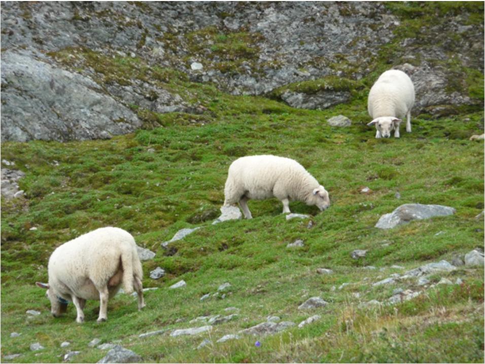 Endringer i tilskudd til beitelag i Oppland fra 2013 Gjelder fra søknadsomgangen 2013 Total økonomisk ramme på samme nivå som nå (ca. 3,8 mill. kroner) Ordinære dyretilskudd til hhv. kr 12 pr.