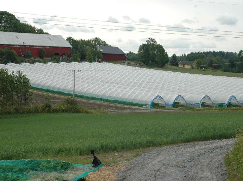 Dyrking av jordbær i plasttunnelar kan nesten