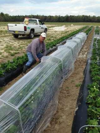 Strategic Management of Multiple Diseases in Strawberry Nurseries and Production Fields in the Eastern U.S. Finansiert av USDA Univ of Florida (Natalia Peres) leiar prosjektet Deltakarar frå 7 statar