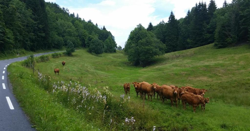 2. Langangen - Oklungen Område med innmarksbeite på Solli.