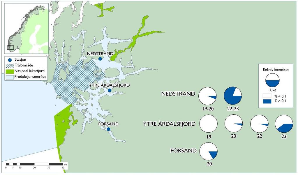 3.2 Rogaland (PO 2, Ryfylke) Trålingen etter utvandrende postsmolt av laks i Boknafjordbassenget viste lavt påslag av lakselus gjennom hele perioden (uke 18-21).