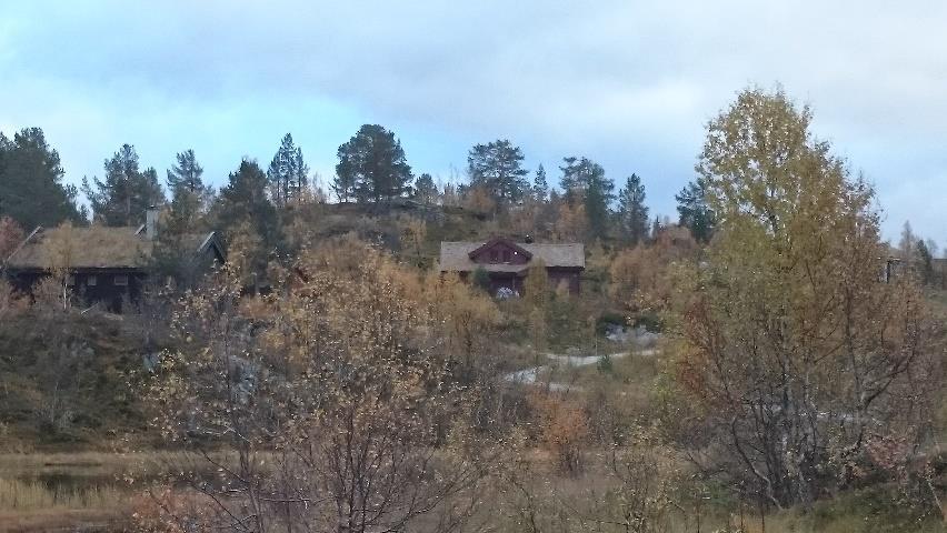 på furu og for at hyttene