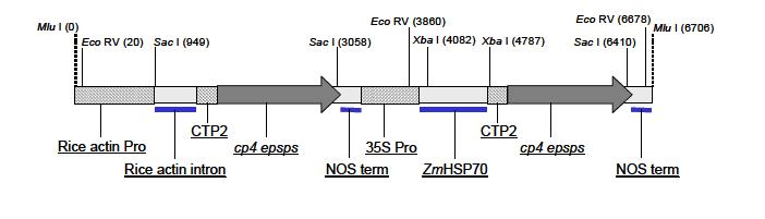 Figur 4. Rekombinant lineært DNA-fragment i genomet til maislinjen NK603. Det rekombinante DNAfragmentet er på 6706 basepar og stammer fra plasmidet PV-ZMGT32.
