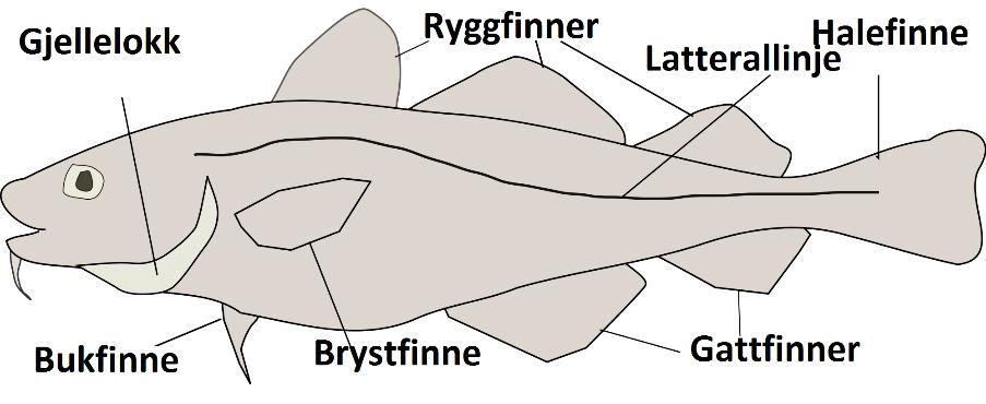 Figur 6. Bilde som viser de ulike finnene som ble analysert. 1.ryggfinne, 2.ryggfinne, 3.ryggfinne, halefinne, 1.gattfinne, 2.gattfinne, høyre og venstre brystfinne samt høyre og venstre bukfinne.