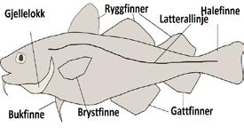 sekk hadde en noe høyere andel med synlige bloduttredelser sammenlignet med det andre trålposeoppsettene ved alle regionene av fisken, men disse var ikke signifikante.