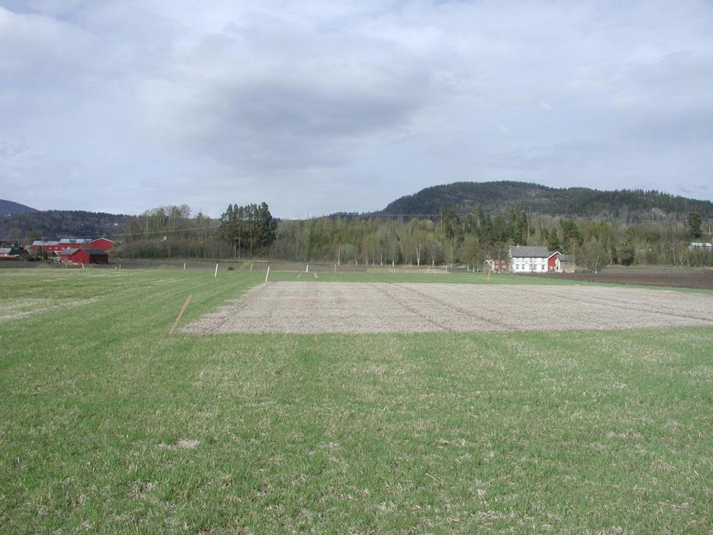 Overvintringsskade på Værnes 2003 Raigras på