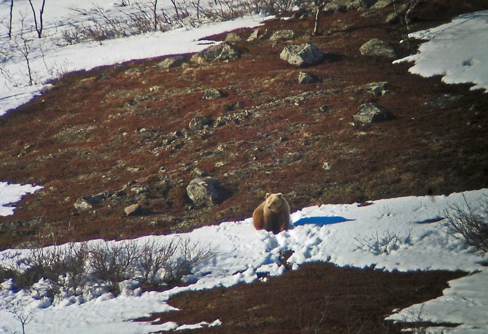350 Jakt- og fellingsstatistikk for bjørn fra 1846 til jaktåret 2009/2010 300 250 200 150 100 50 Foto: Anders Sjøberg/ Dellarte.tv 0 Tallene for 1866-1870 er gjennomsnittlig avgang i 5-års perioden.
