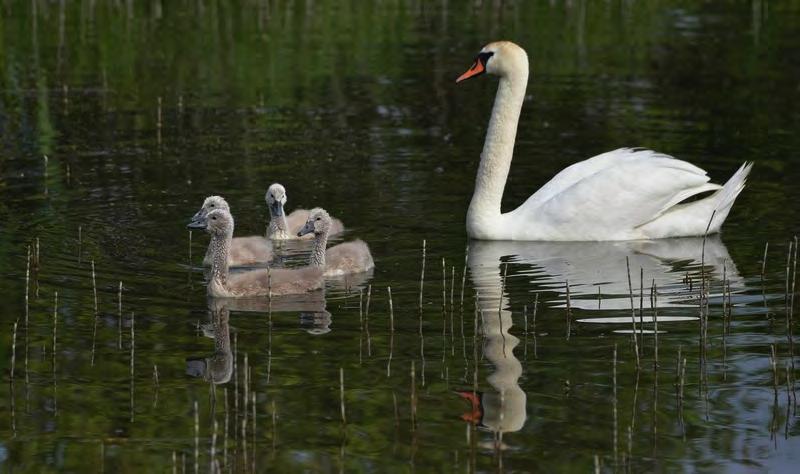 Ikke minst er folk som bor på Vik opptatt av paret som hekker i Vikbukta. Her følges de 4 ungene som vokste opp i bukta i 2015 av en av foreldrene den 21. juni.