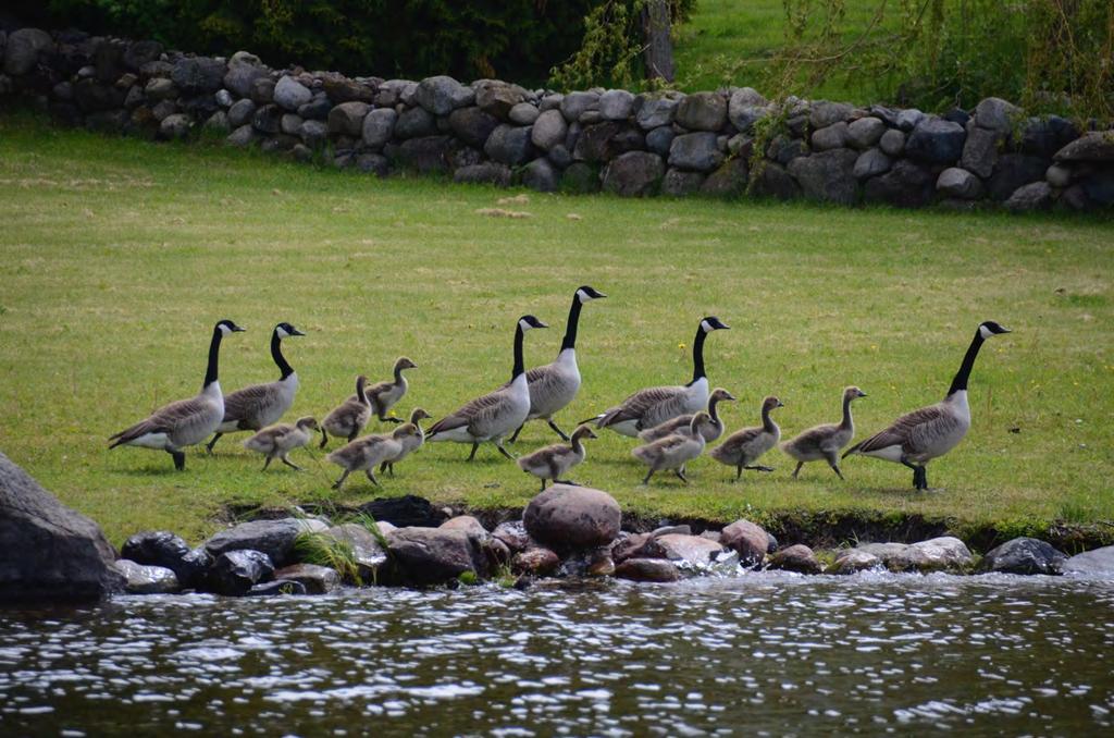 Tre kanadagåspar med tilsammen 10 unger på Langløkka- stranden på vestsiden av Røysehalvøya i Hole kommune den 12. juni 2015.