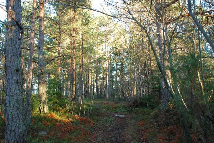 9.2 Biologisk mangfold Det ble gjennomført en feltundersøkelse i planområde med tanke på naturmangfold den 22.12.2014.